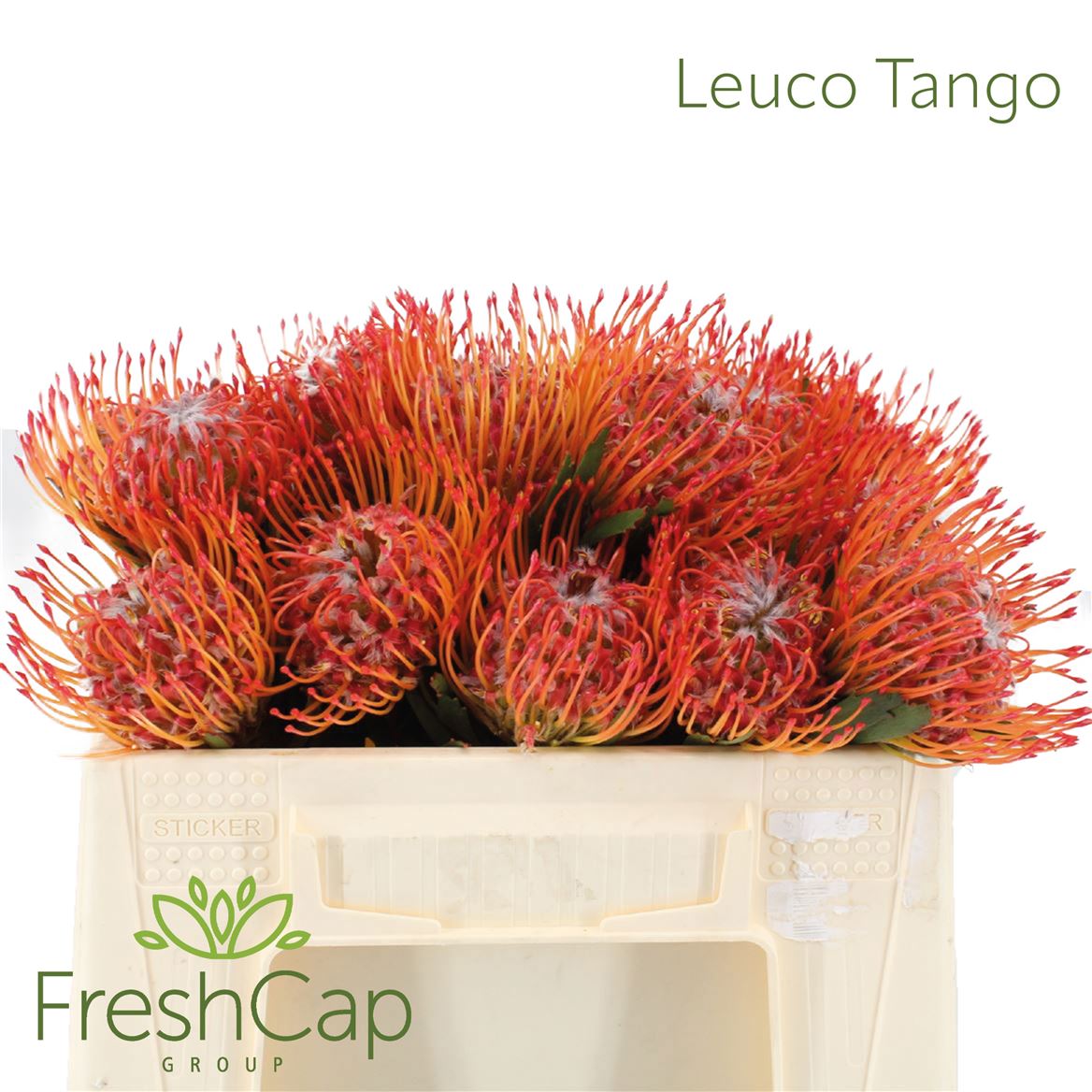 Leucospermum Tango 30cm
