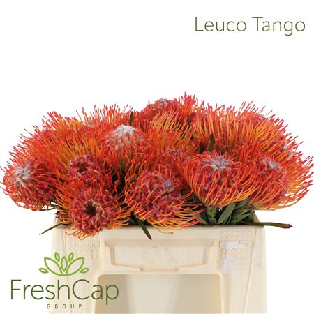 Leuco Co Tango
