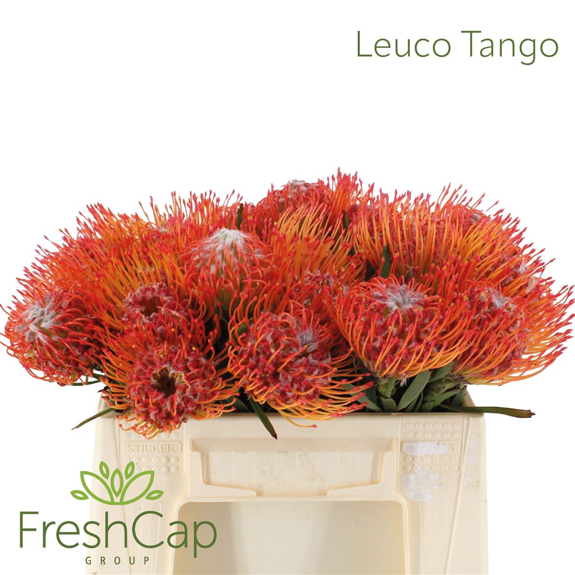 Leucospermum Tango 35cm