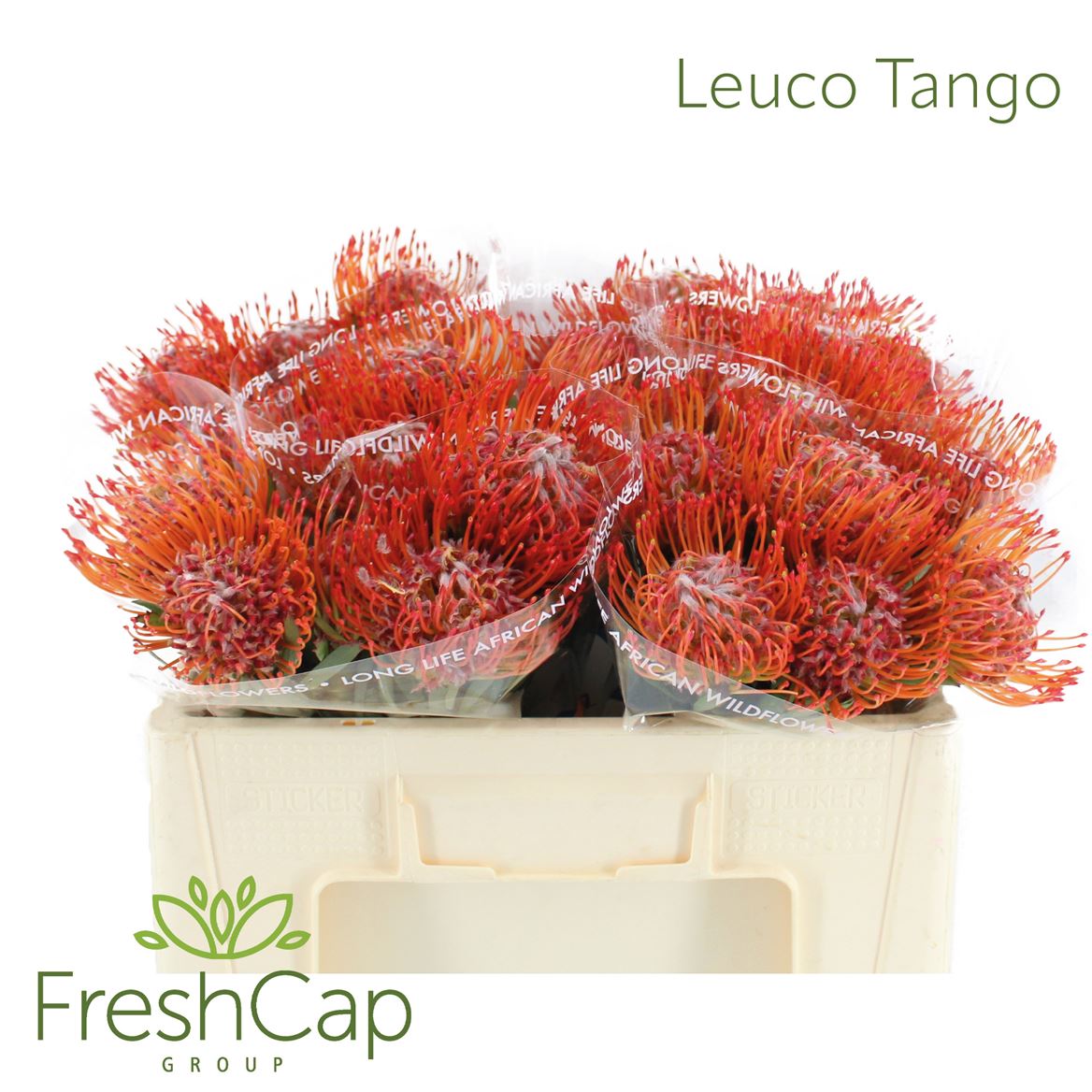 Leucospermum Tango 50cm