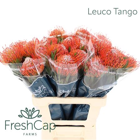 Leuco Co Tango