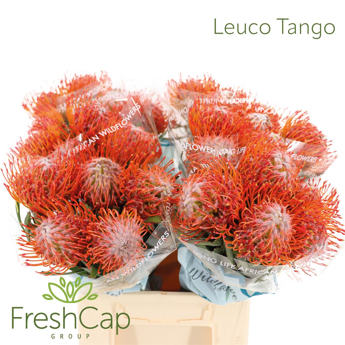 Leucospermum Tango 40cm