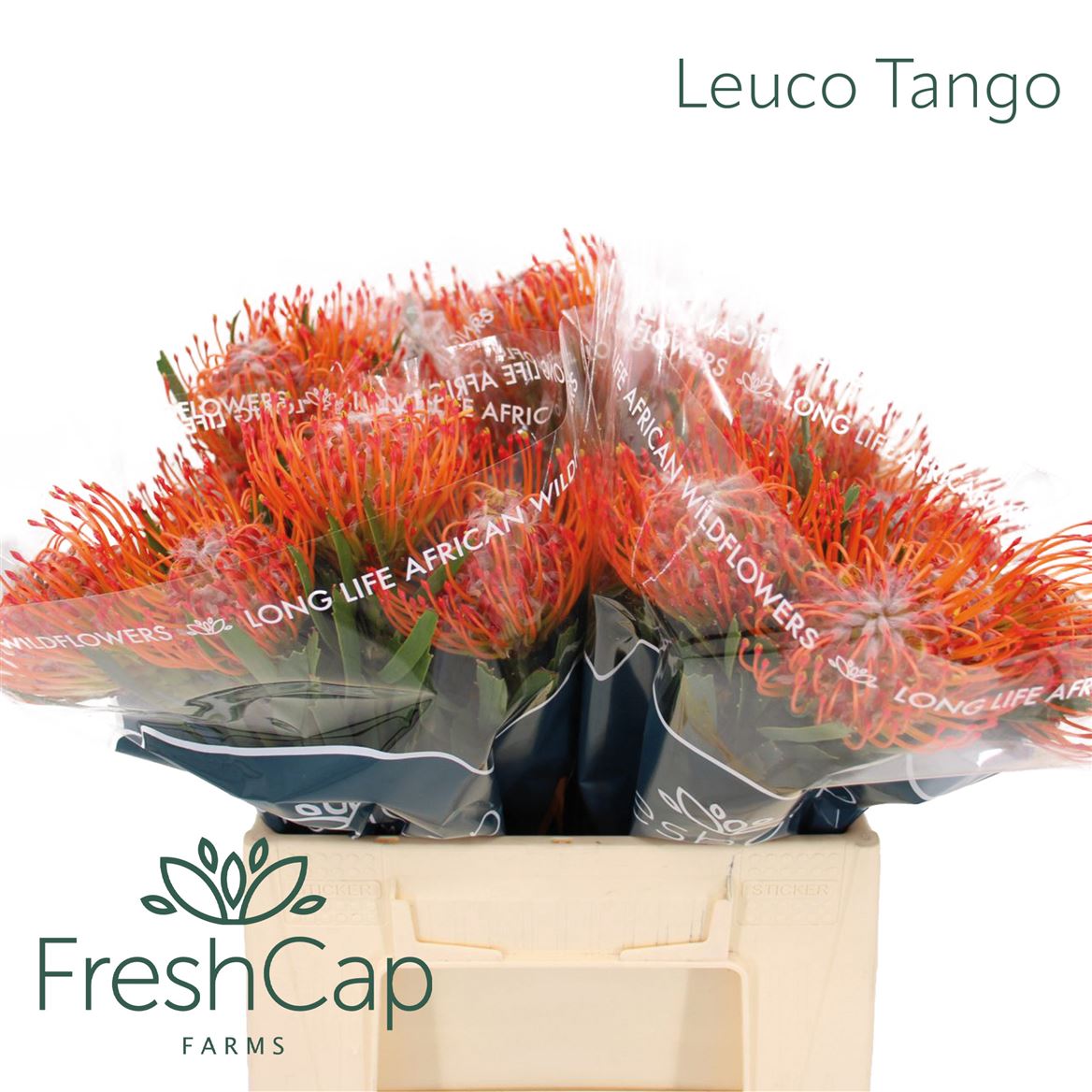 Leucospermum Tango 40cm