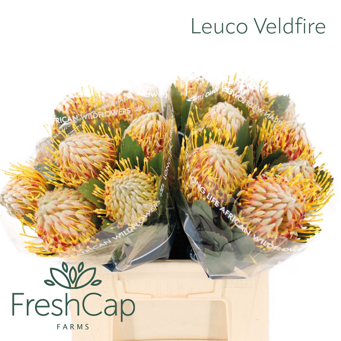 Leucospermum Veldfire 40cm