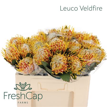 Leuco Nut Veldfire