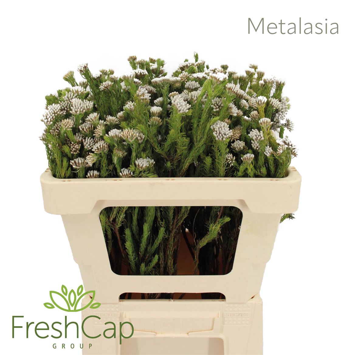 Metalasia Muricata 50cm