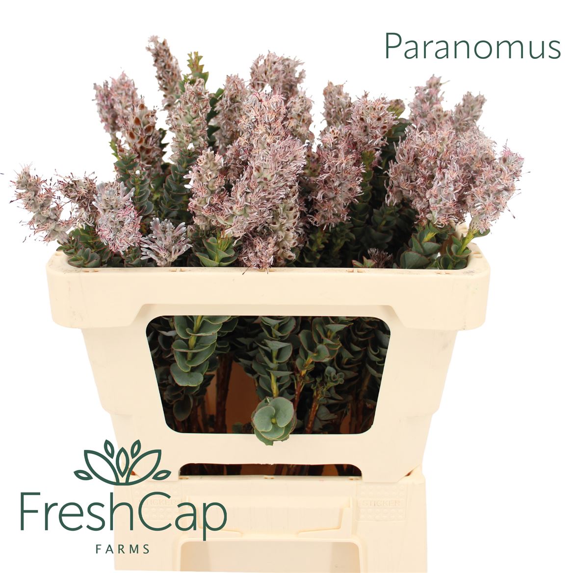 Paranomus Reflexus 50cm