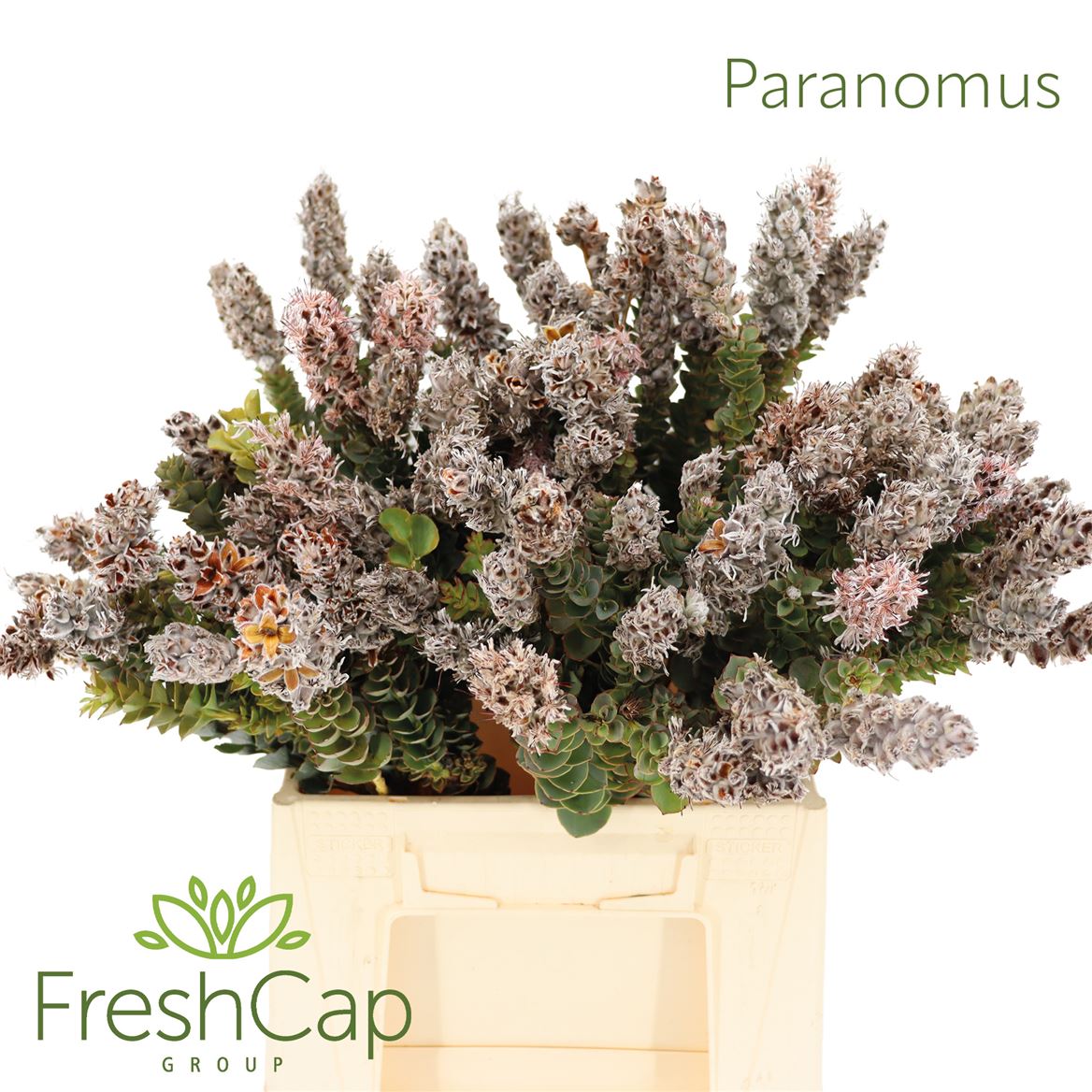 Paranomus Reflexus 40cm