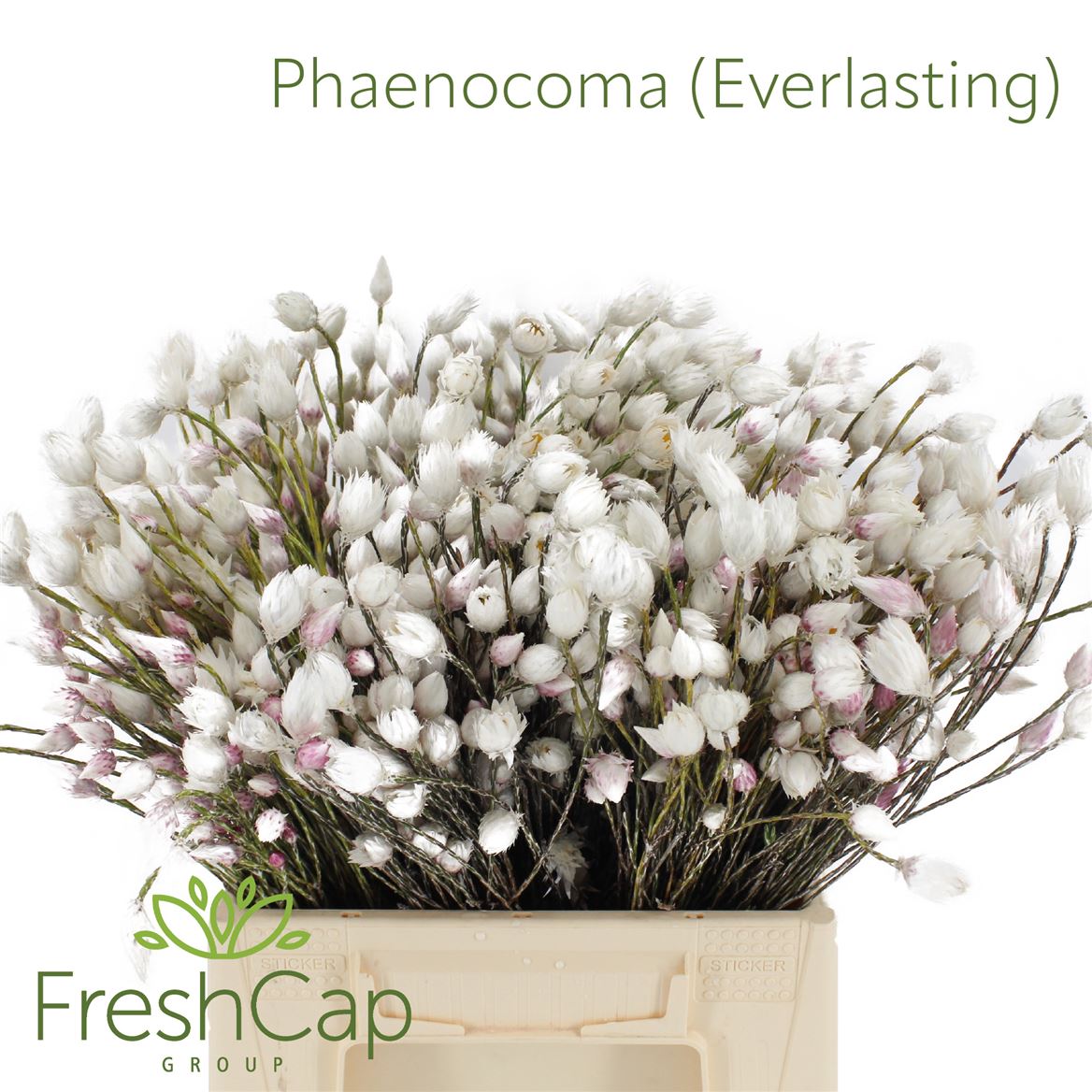 Phaenocoma Prolifera 40cm
