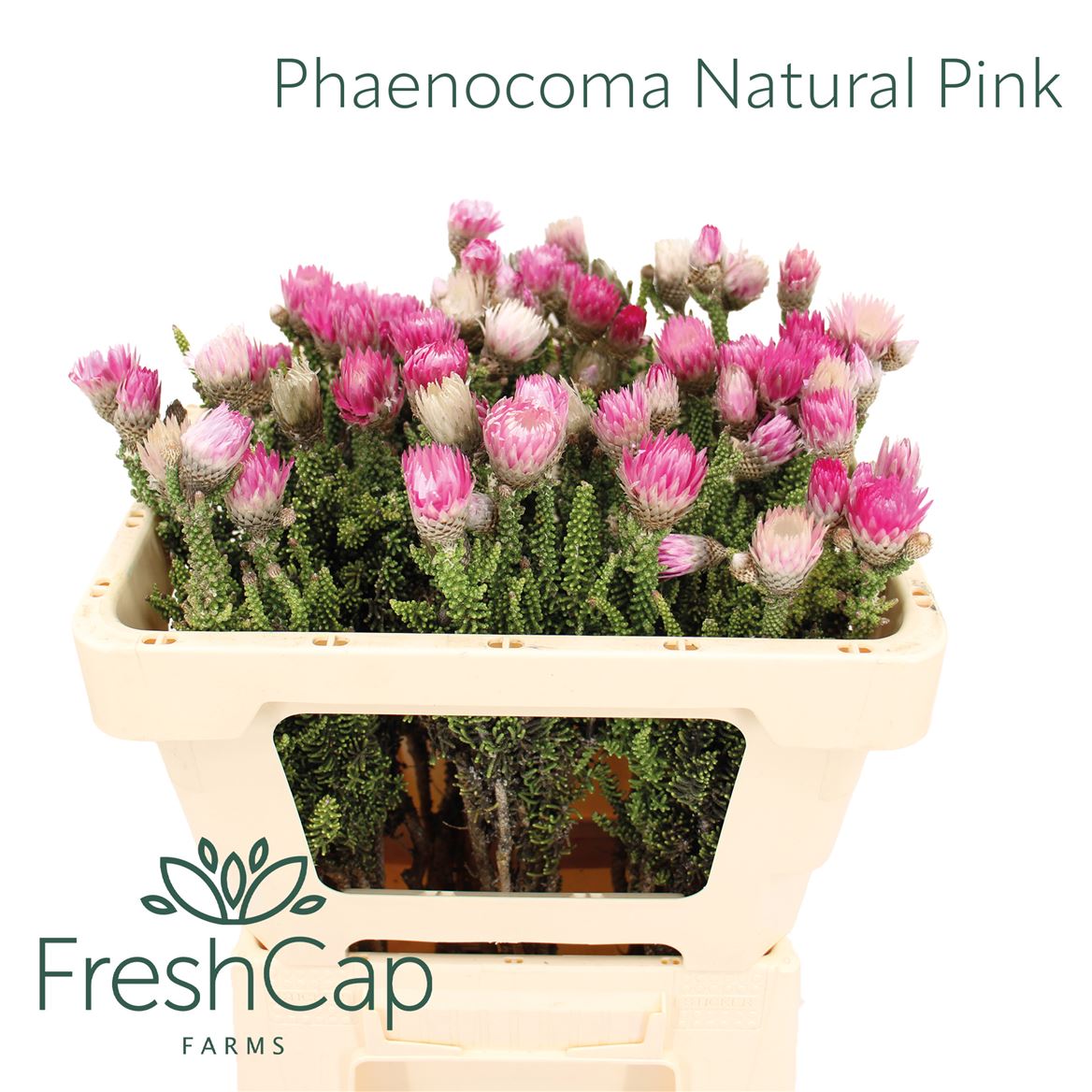 Phaenocoma Prolifera 50cm
