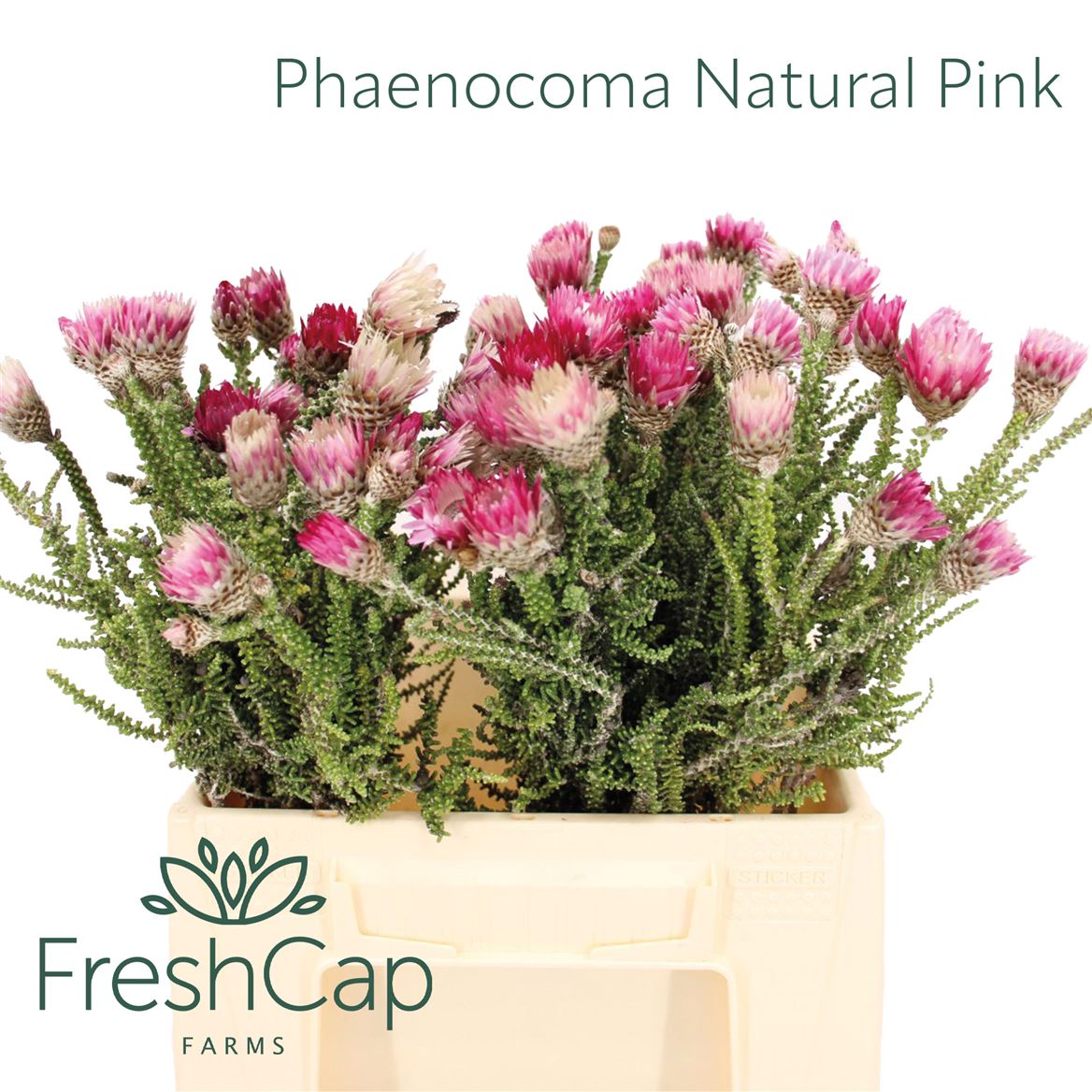 Phaenocoma Prolifera 40cm