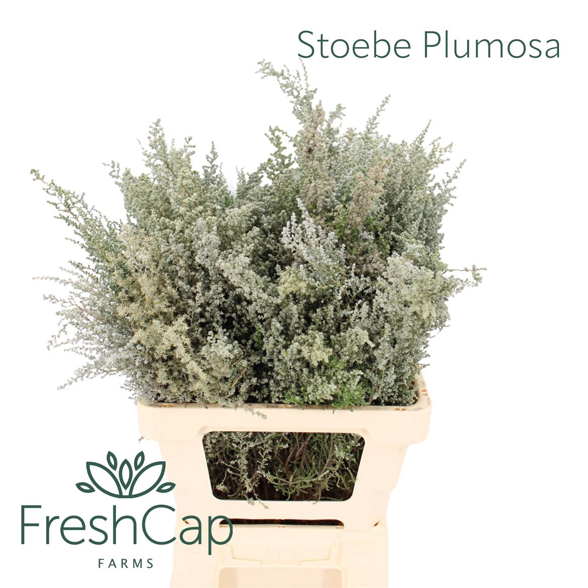 Stoebe Plumosa 50cm