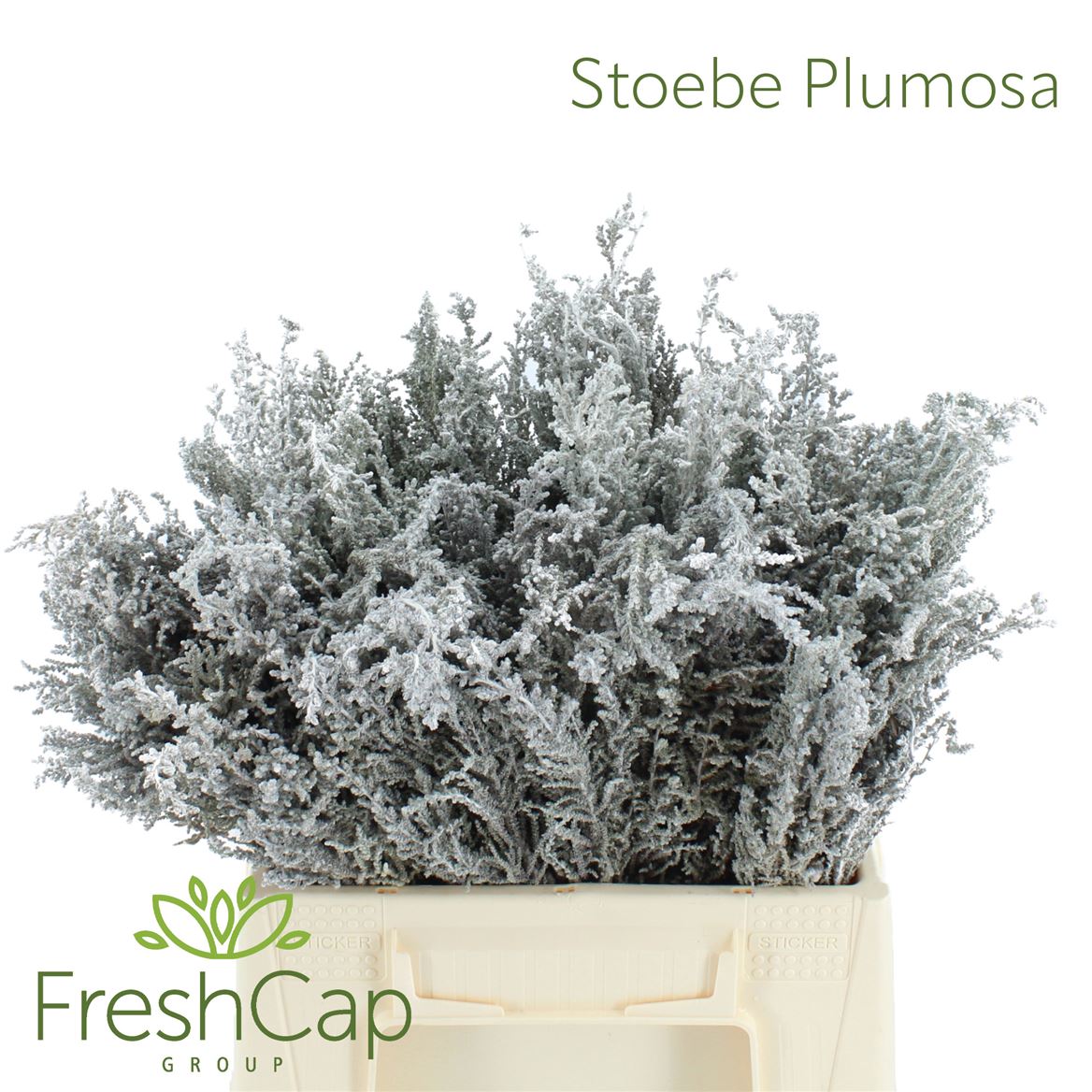 Stoebe Plumosa 40cm