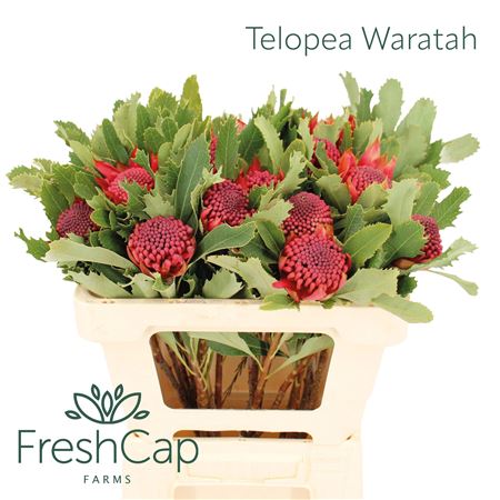 Telopea Sp Waratah