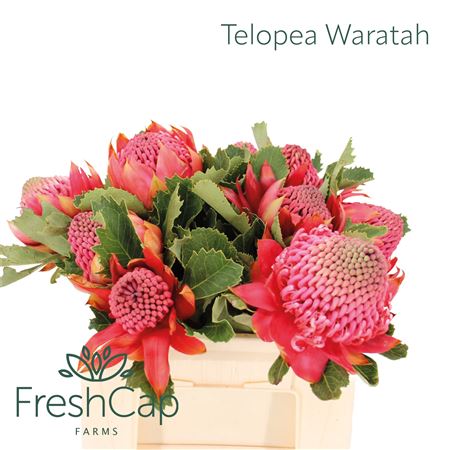 Telopea Sp Waratah