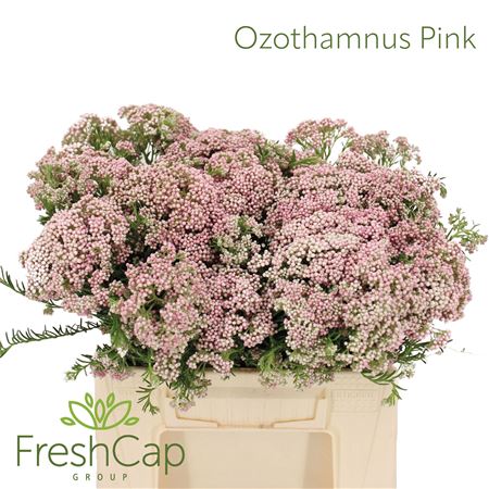 Ozoth Cooks Tall Pin