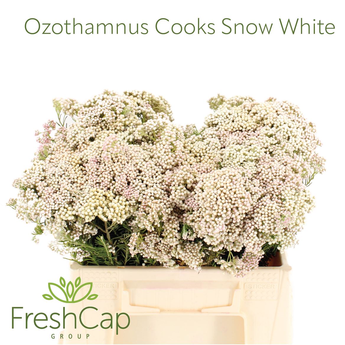 Ozothamnus Cooks Snow White 40cm