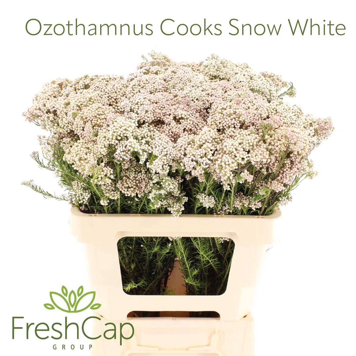 Ozothamus Cooks Snow Whi 60cm