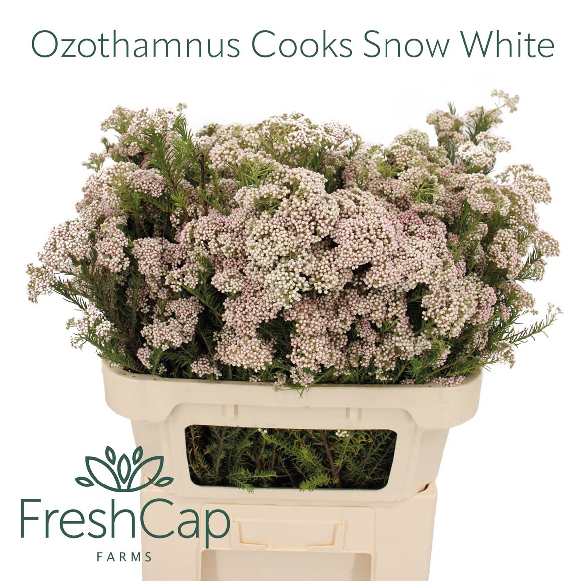 Ozothamnus Cooks Snow White 70cm