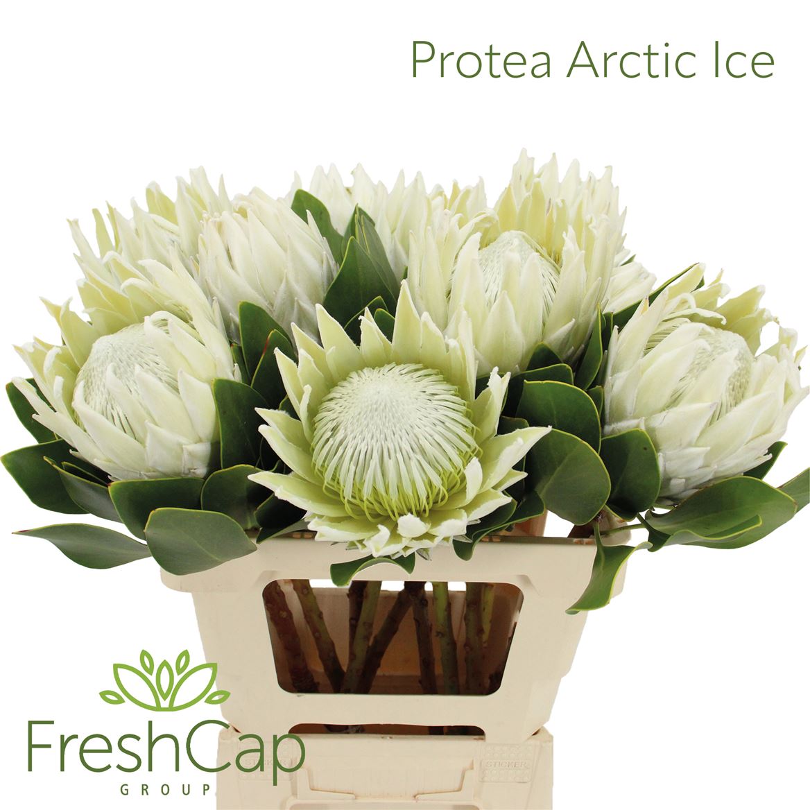 Protea Cynaroides Ayoba Arctic Ice 60cm