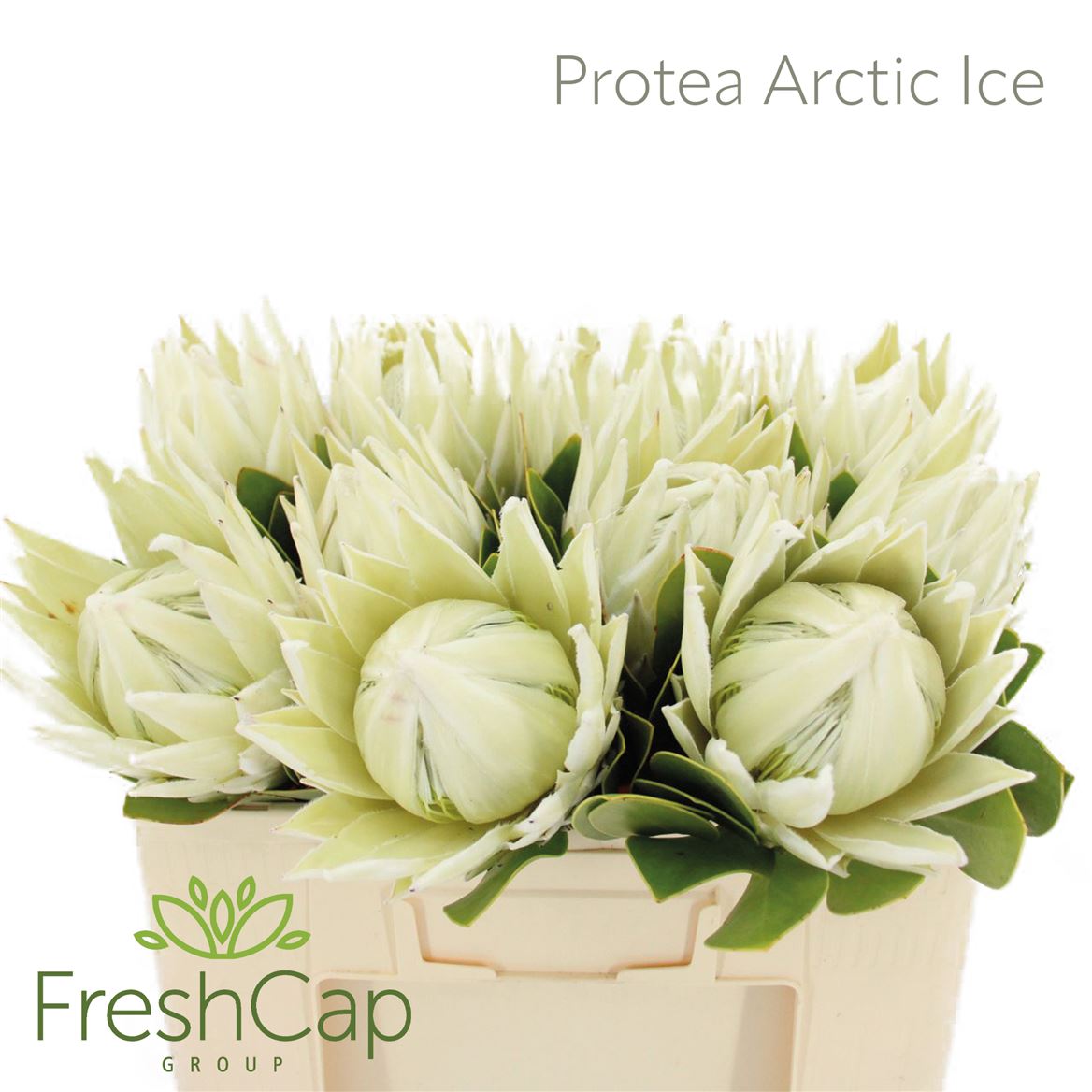 Protea Cynaroides Ayoba Arctic Ice 50cm