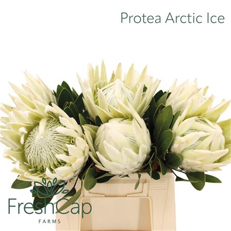 Protea Cy Arctic Ice