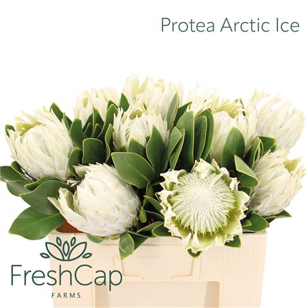 Protea Cy Arctic Ice