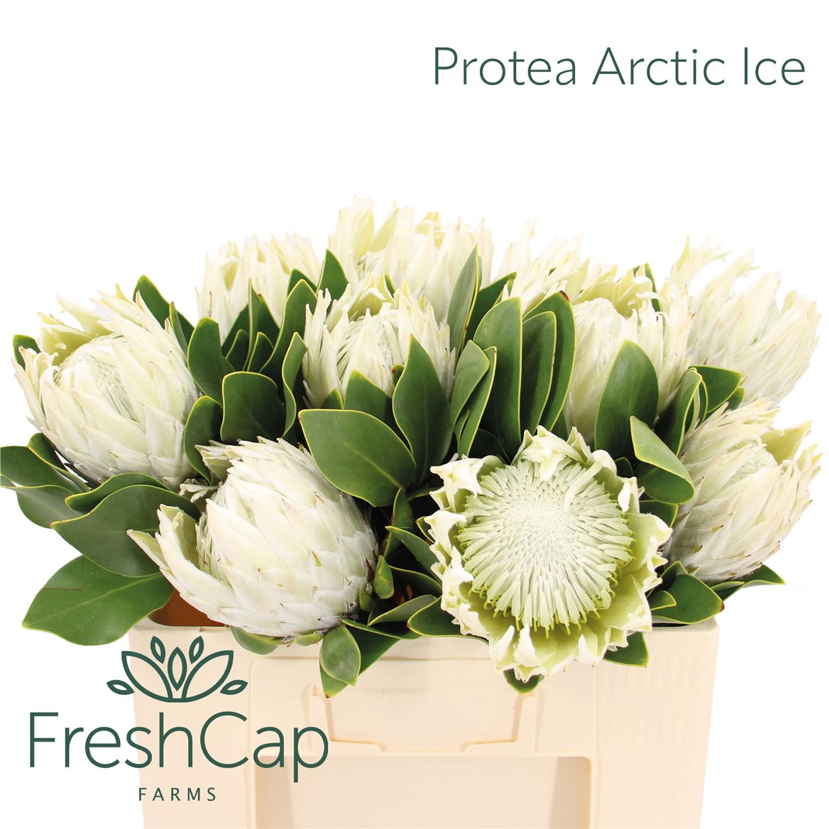 Protea Cynaroides Ayoba Arctic Ice 50cm