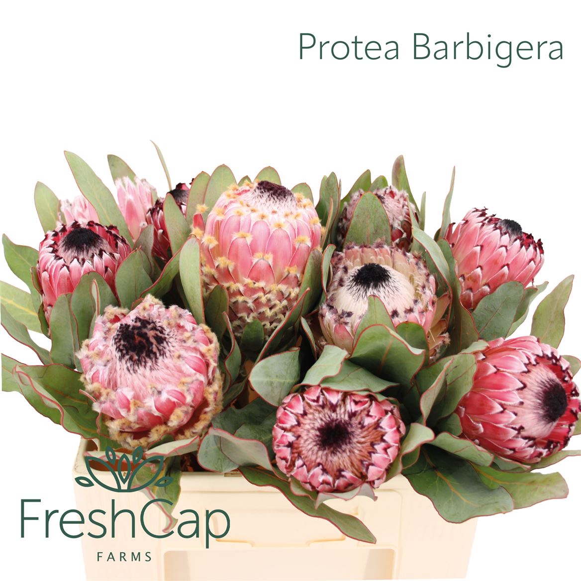Protea Barbigera 50cm