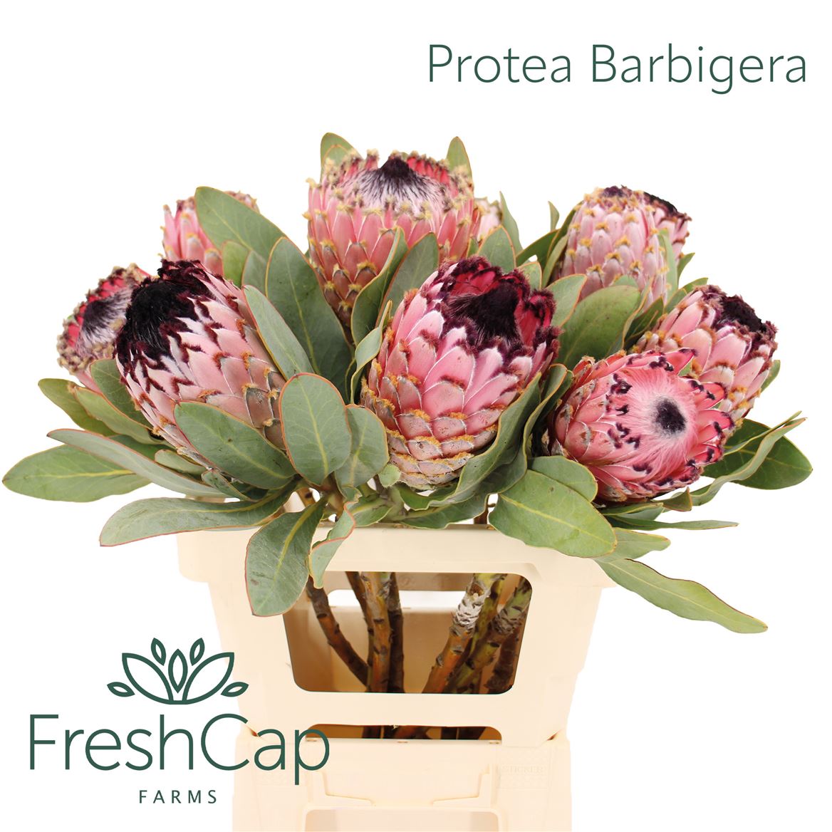 Protea Barbigera 60cm