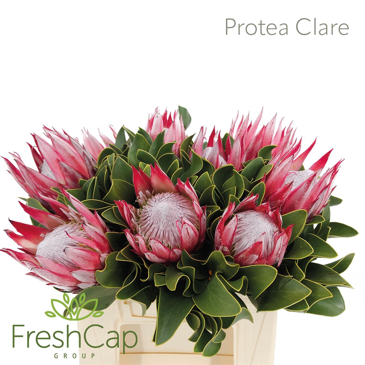 Protea Cynariodes Clare 40cm