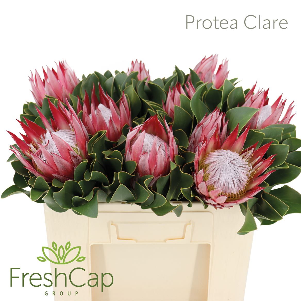 Protea Cynariodes Clare 50cm