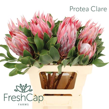 Protea Cy Clare
