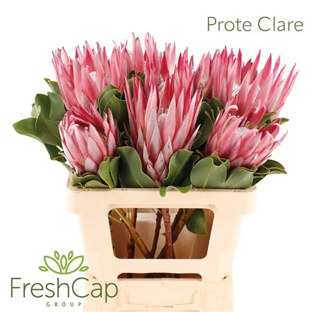 Protea Cy Clare