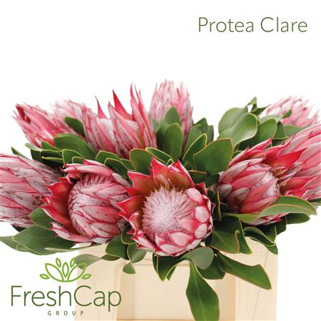 Protea Cy Clare