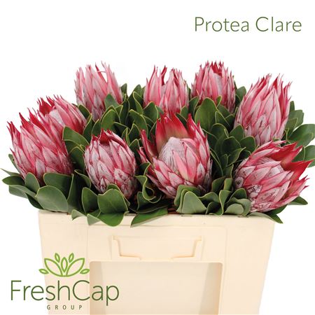 Protea Cy Clare