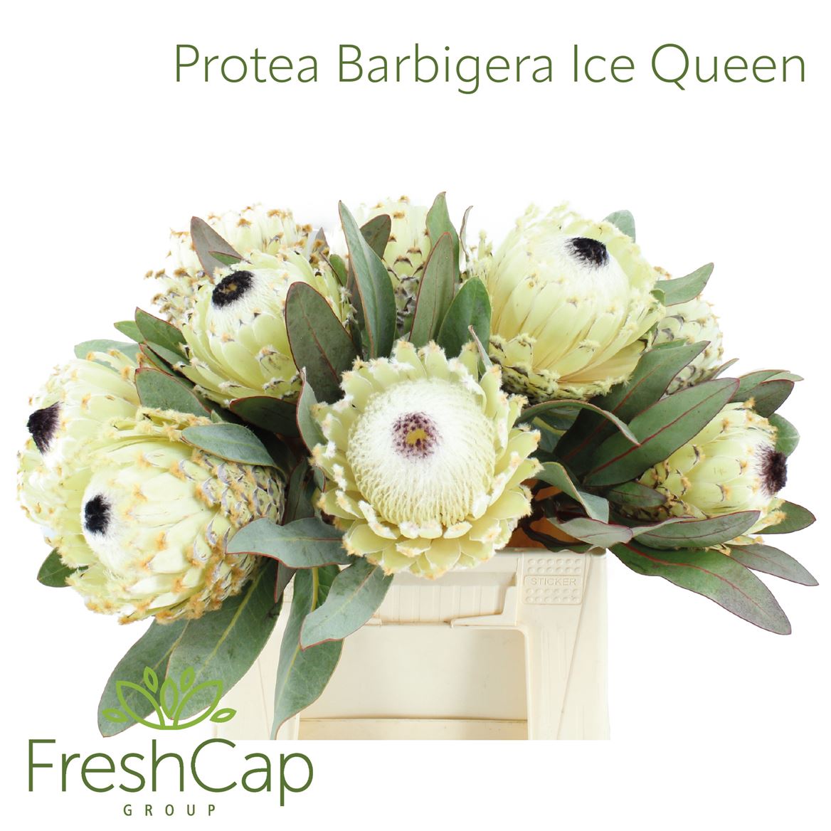 Protea Barbigera Ice Queen 35cm