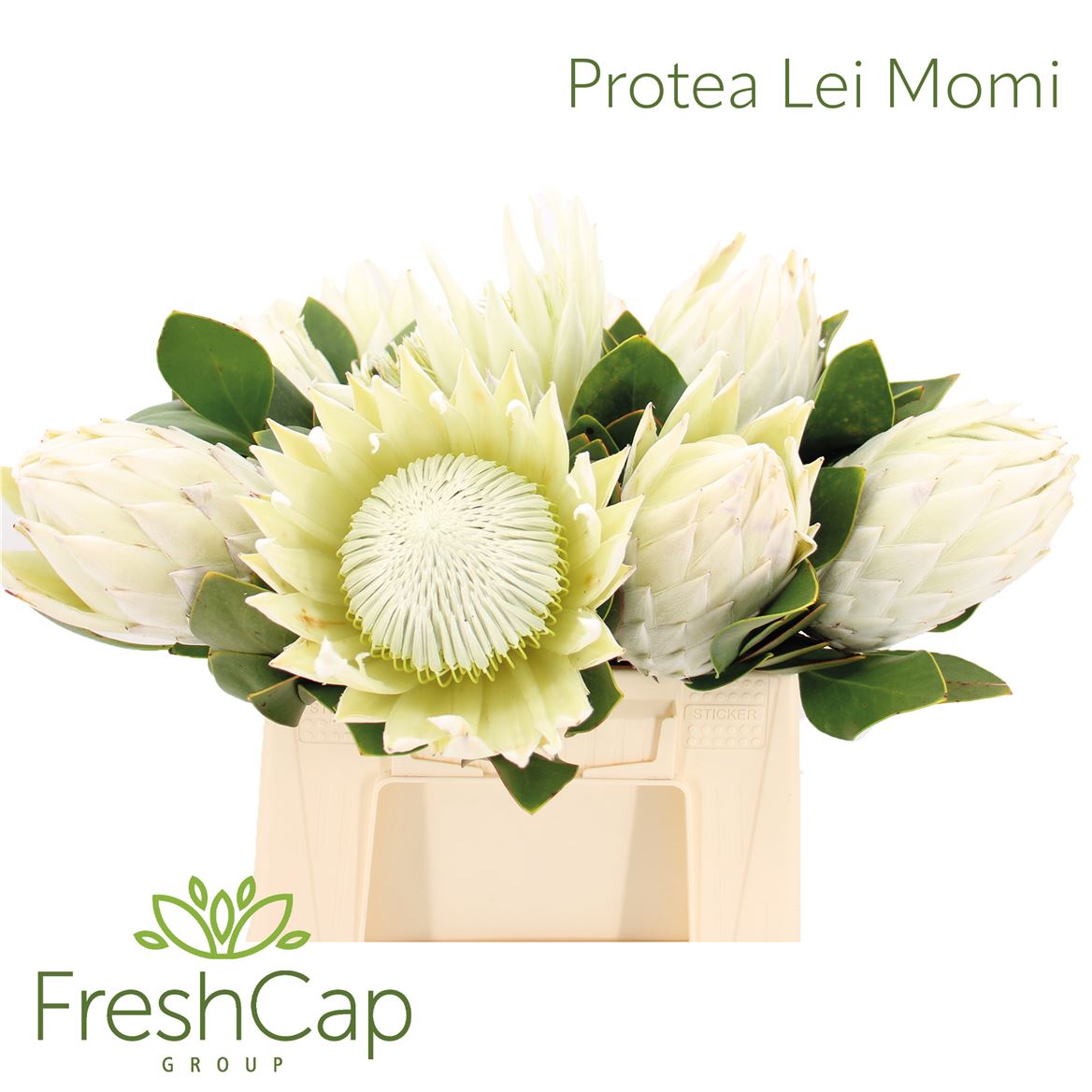 Protea Cy Arctic Ice 40cm