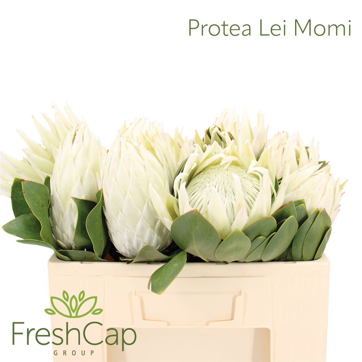 Protea Cy Arctic Ice 50cm