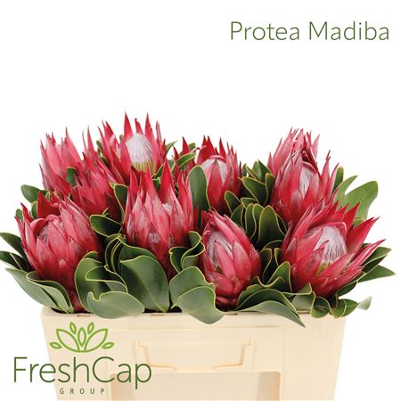 Protea Cy Madiba