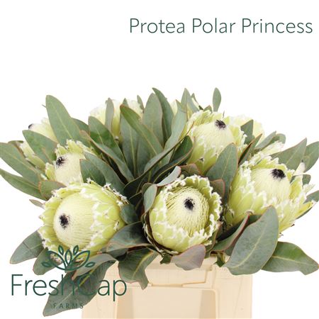 Protea Polar Princess