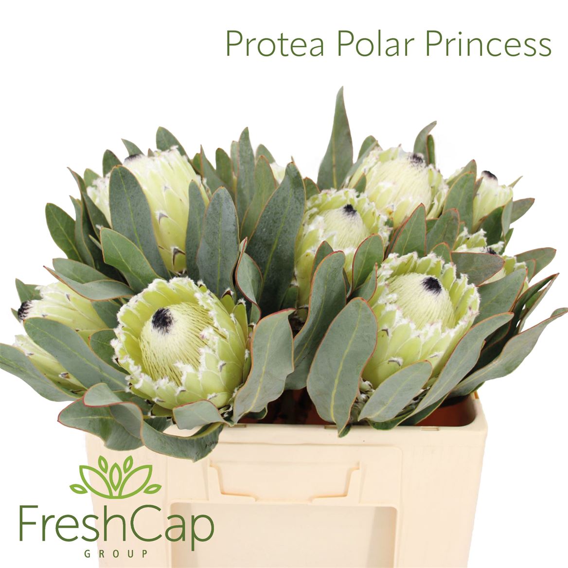 Protea Magnifica Polar Princess 50cm