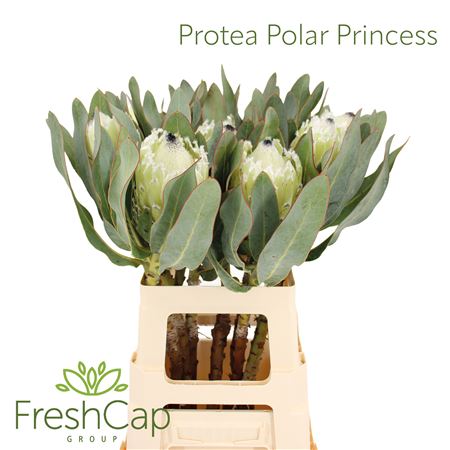 Protea Polar Princess