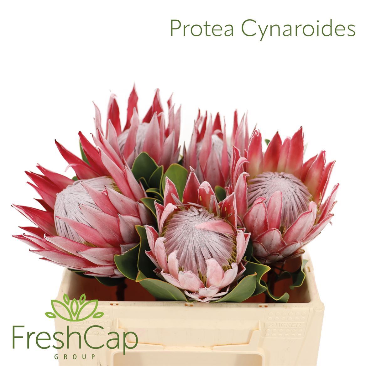 Protea Cynaroides 35cm