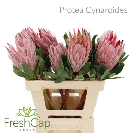 Protea Cynaroides