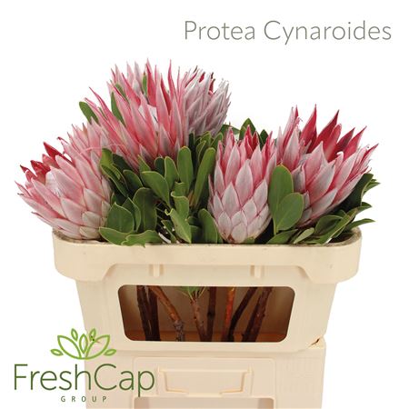Protea Cynaroides