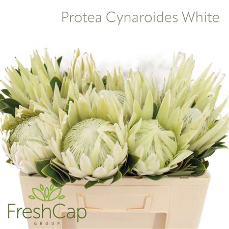 Protea Cy Full Moon
