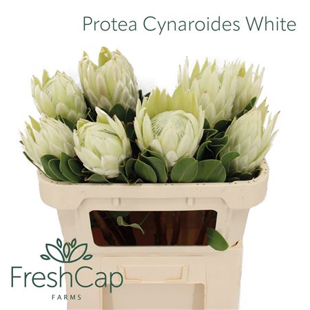 Protea Cy Full Moon