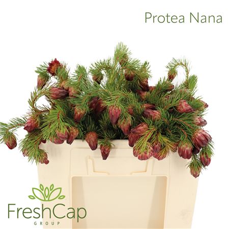 Protea Nana