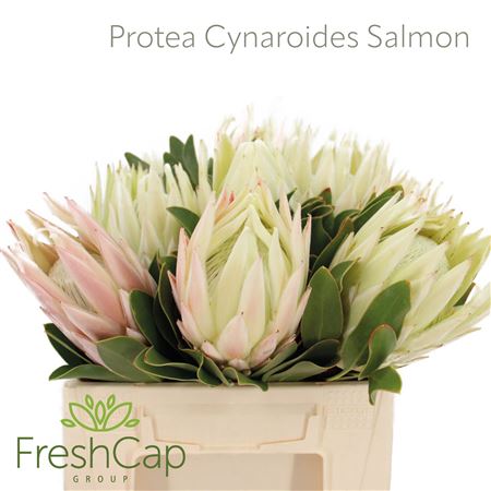 Protea Cynaroides